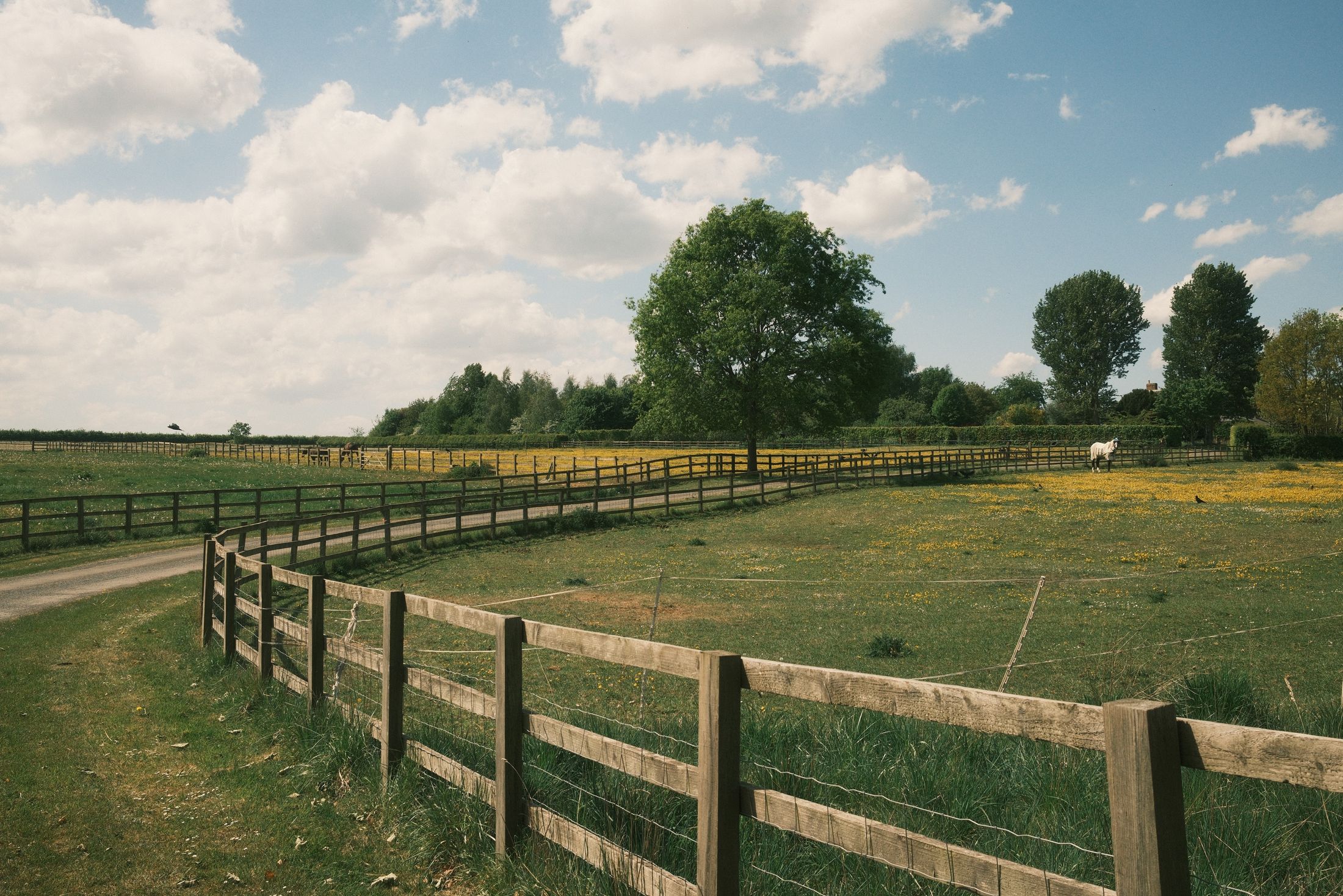 A wooden fence curves away through a buttercup meadow under a towering spring sky; a white horse grazes in the middle distance.