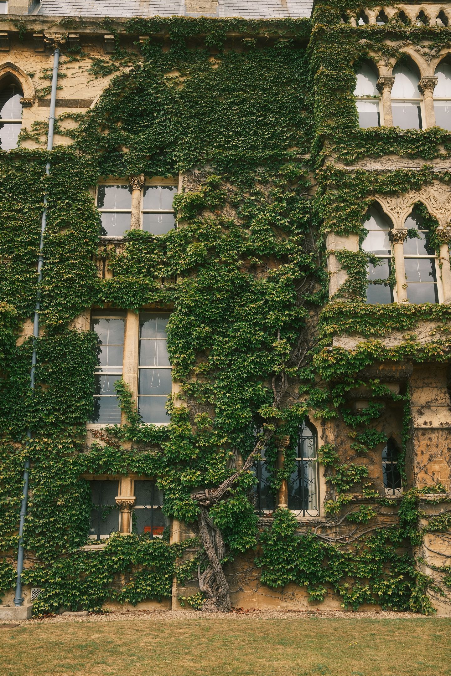 A gothic college facade almost swallowed by ivy; a single ancient vine climbs between leaded windows in honey-coloured stone.