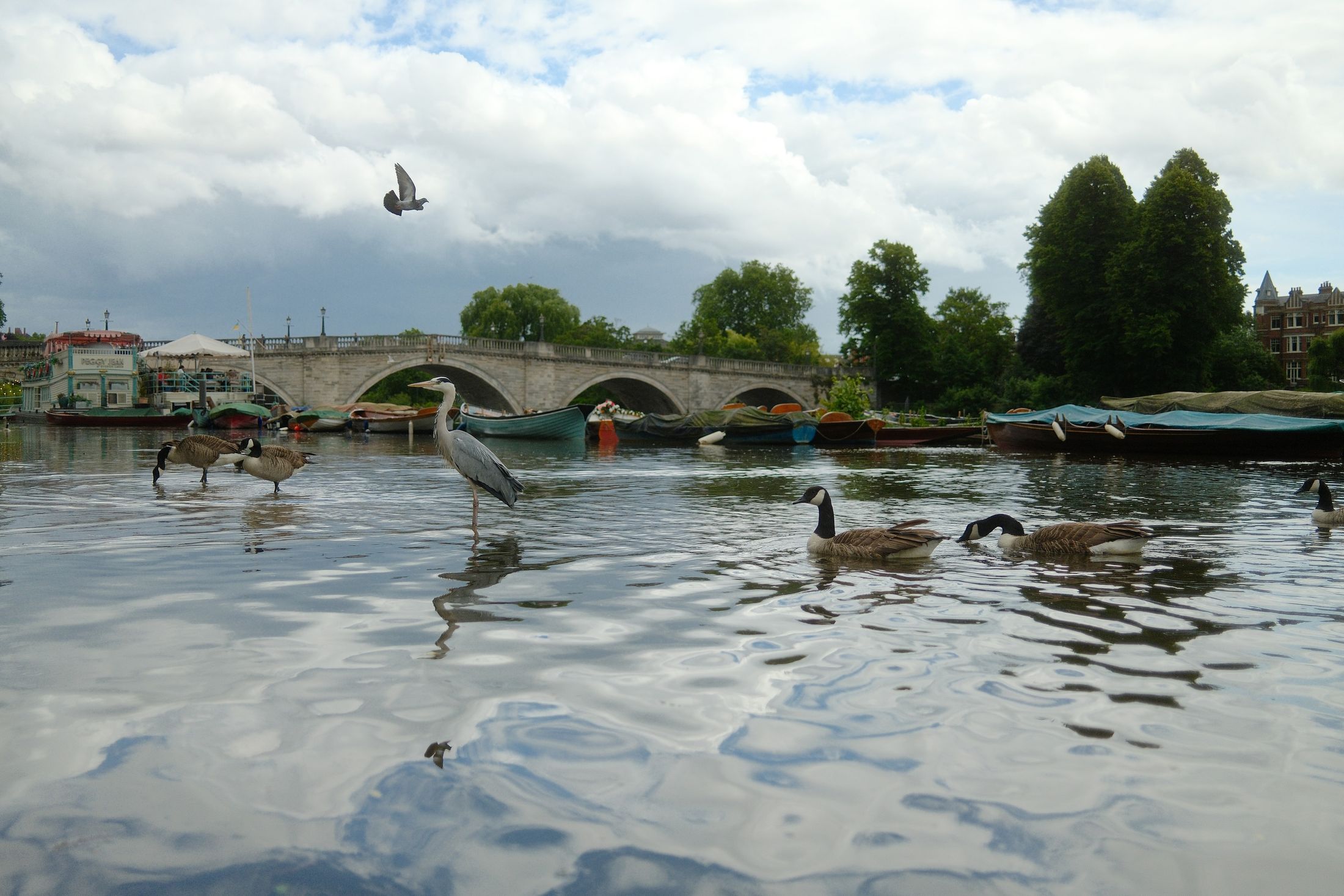 A grey heron stands in the shallows of the Thames among Canada geese; behind them, moored boats and the arches of a stone bridge under heavy cloud.