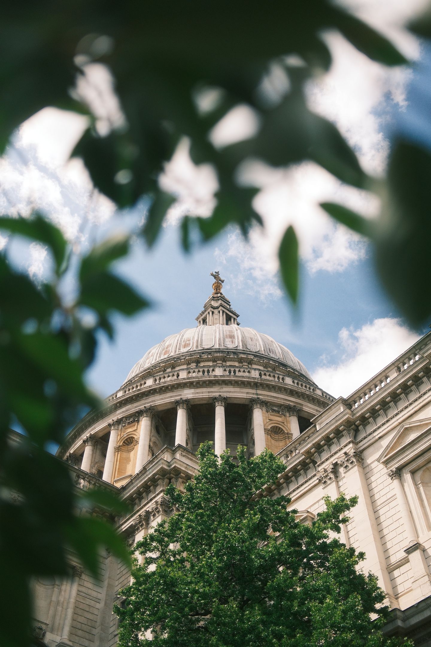 The dome of St Paul's rises behind a tree in full leaf, seen through a blurred screen of foliage.