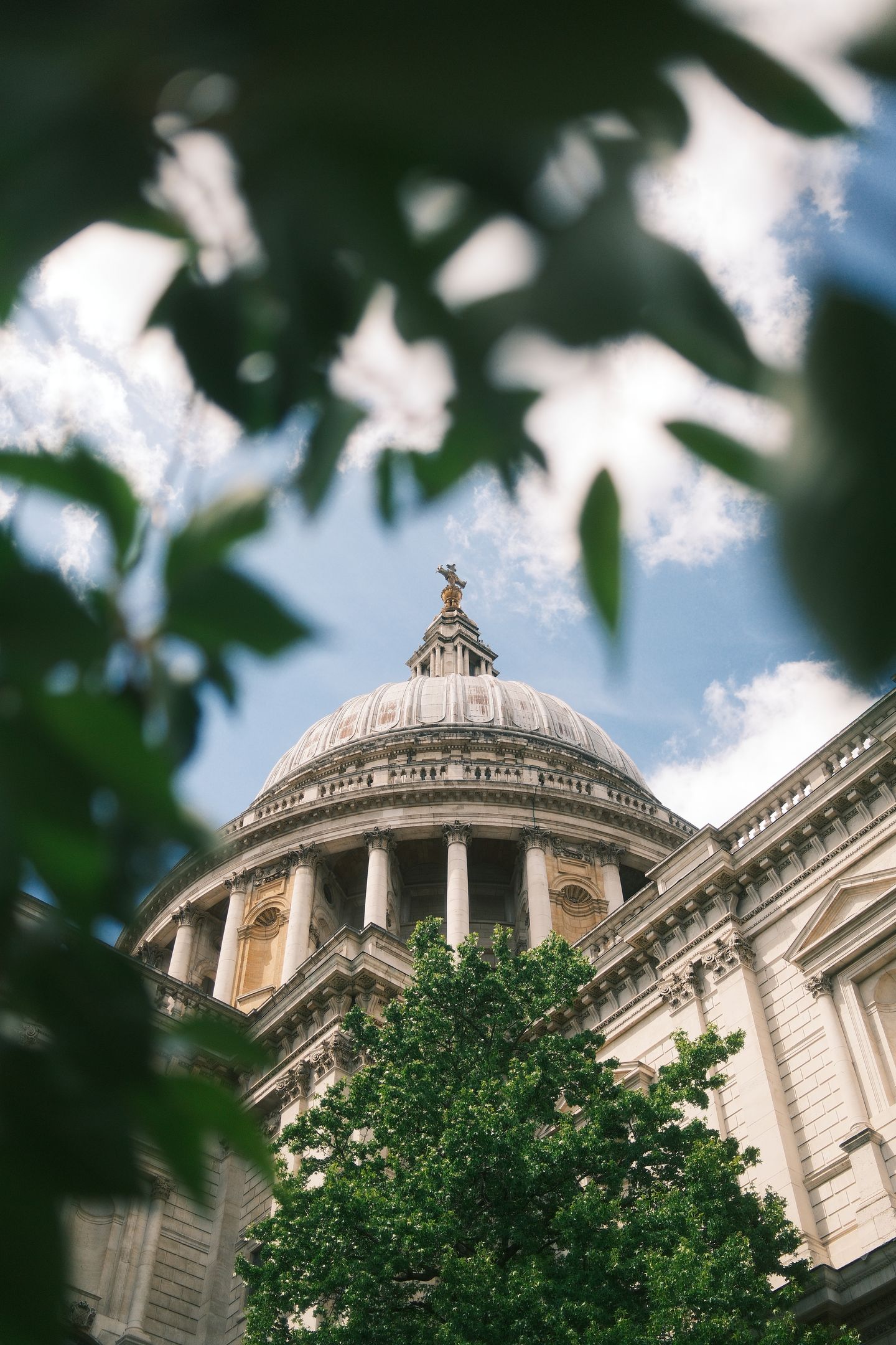 The dome of St Paul's rises behind a tree in full leaf, seen through a blurred screen of foliage.